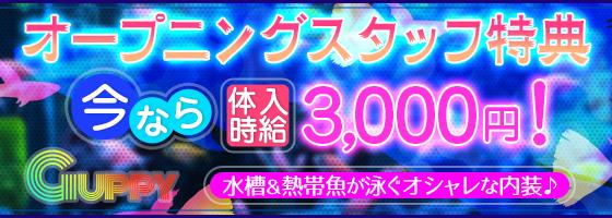 GUPPY(グッピー)